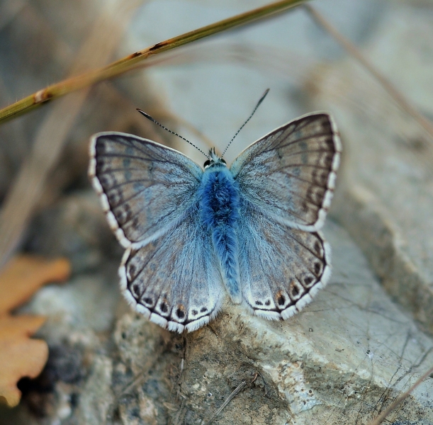 Polyommatus hispanus, Lycaenidae